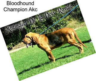 Bloodhound Champion Akc