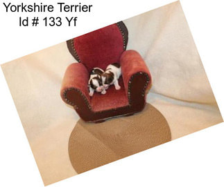 Yorkshire Terrier Id # 133 Yf