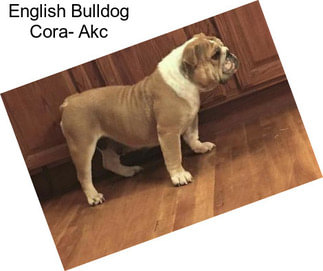 English Bulldog Cora- Akc