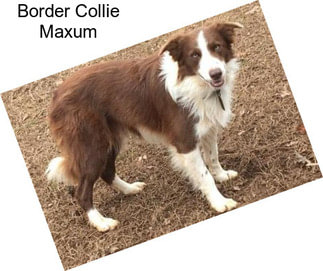 Border Collie Maxum