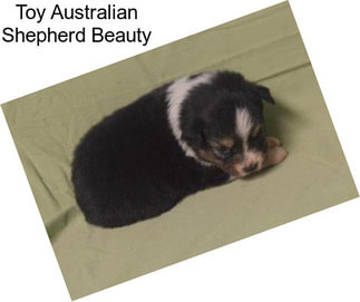 Toy Australian Shepherd Beauty
