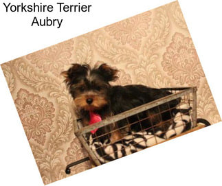 Yorkshire Terrier Aubry
