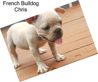 French Bulldog Chris