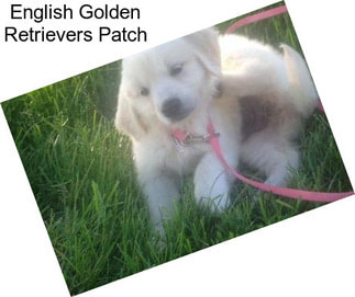 English Golden Retrievers Patch