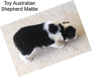 Toy Australian Shepherd Mattie