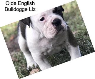 Olde English Bulldogge Liz