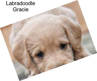 Labradoodle Gracie