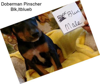 Doberman Pinscher Blk,ltblueb