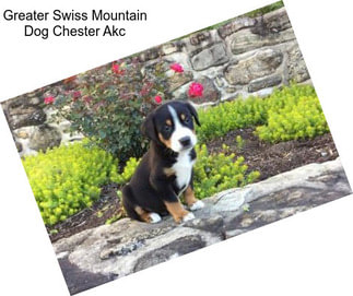 Greater Swiss Mountain Dog Chester Akc