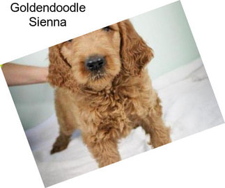 Goldendoodle Sienna