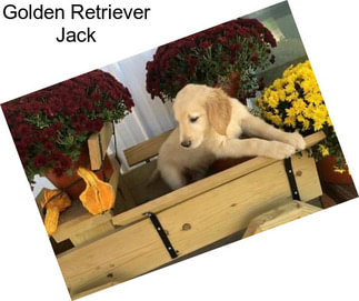 Golden Retriever Jack