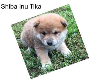 Shiba Inu Tika