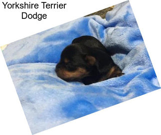 Yorkshire Terrier Dodge