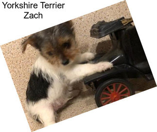 Yorkshire Terrier Zach