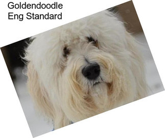 Goldendoodle Eng Standard