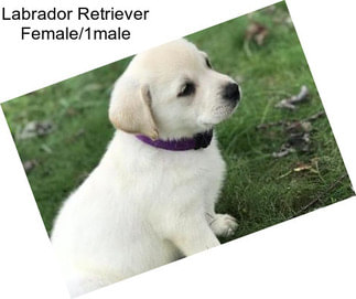 Labrador Retriever Female/1male