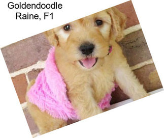 Goldendoodle Raine, F1