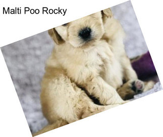 Malti Poo Rocky