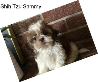 Shih Tzu Sammy