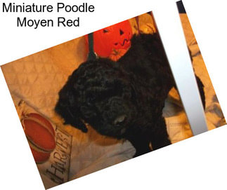 Miniature Poodle Moyen Red