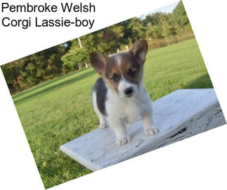 Pembroke Welsh Corgi Lassie-boy