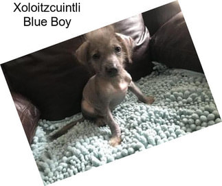 Xoloitzcuintli Blue Boy