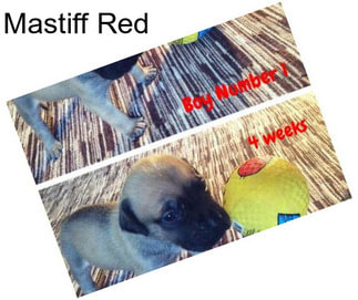 Mastiff Red