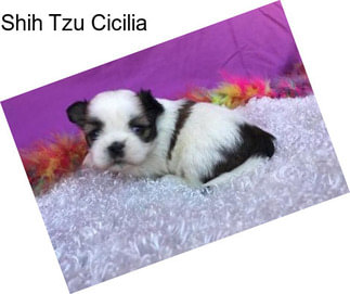 Shih Tzu Cicilia