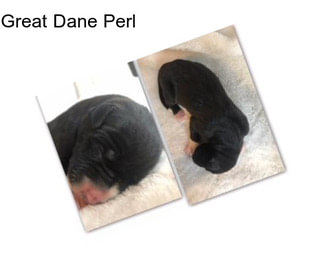 Great Dane Perl