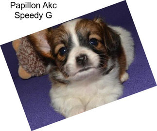 Papillon Akc Speedy G