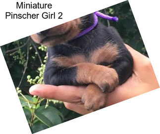 Miniature Pinscher Girl 2