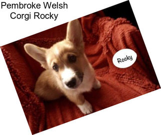 Pembroke Welsh Corgi Rocky