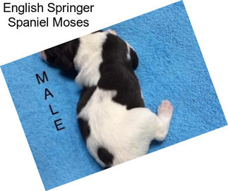 English Springer Spaniel Moses