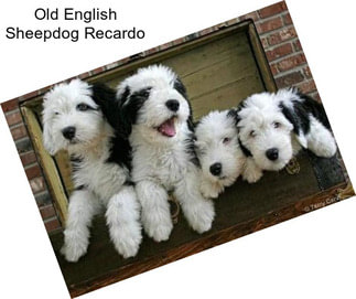 Old English Sheepdog Recardo