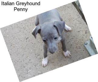 Italian Greyhound Penny