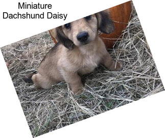 Miniature Dachshund Daisy