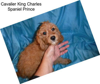 Cavalier King Charles Spaniel Prince