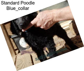 Standard Poodle Blue_collar