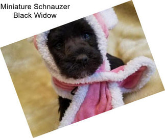 Miniature Schnauzer Black Widow