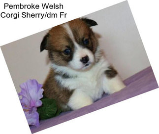 Pembroke Welsh Corgi Sherry/dm Fr