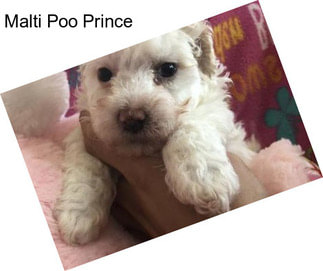 Malti Poo Prince