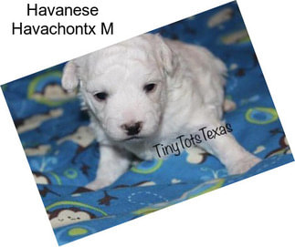 Havanese Havachontx M