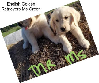 English Golden Retrievers Ms Green