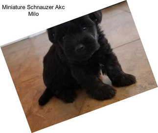 Miniature Schnauzer Akc Milo