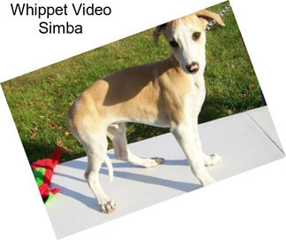 Whippet Video Simba