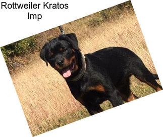 Rottweiler Kratos Imp