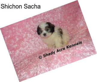 Shichon Sacha