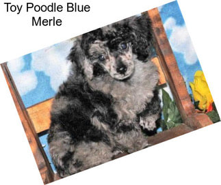 Toy Poodle Blue Merle