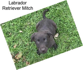 Labrador Retriever Mitch