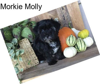 Morkie Molly